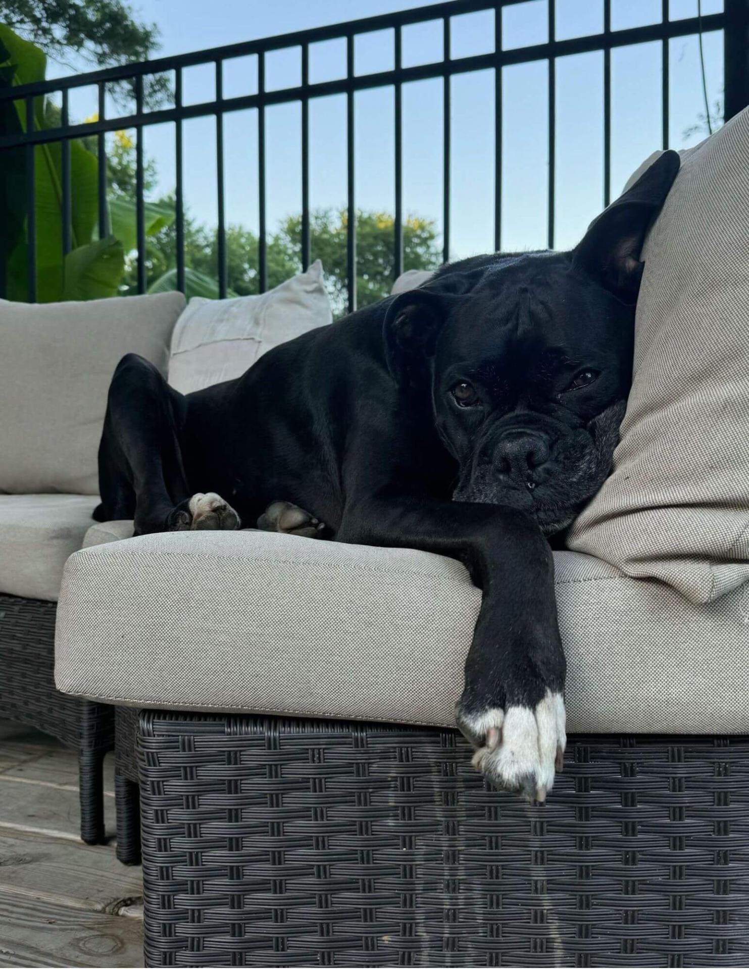 dog on couch