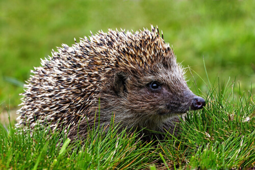 Hedgehog