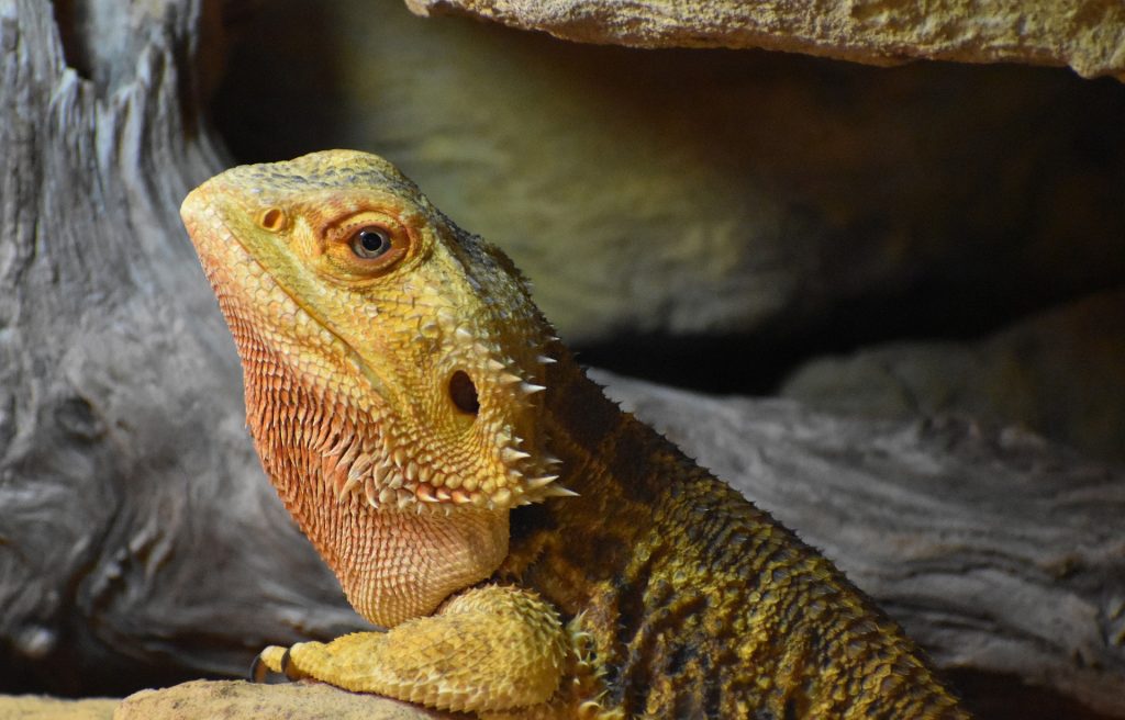 bearded dragon