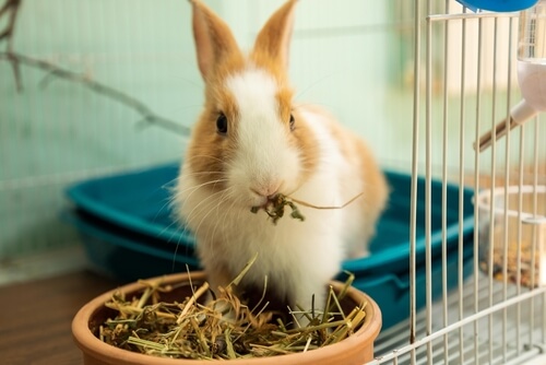 rabbit care