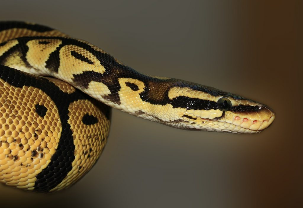 python