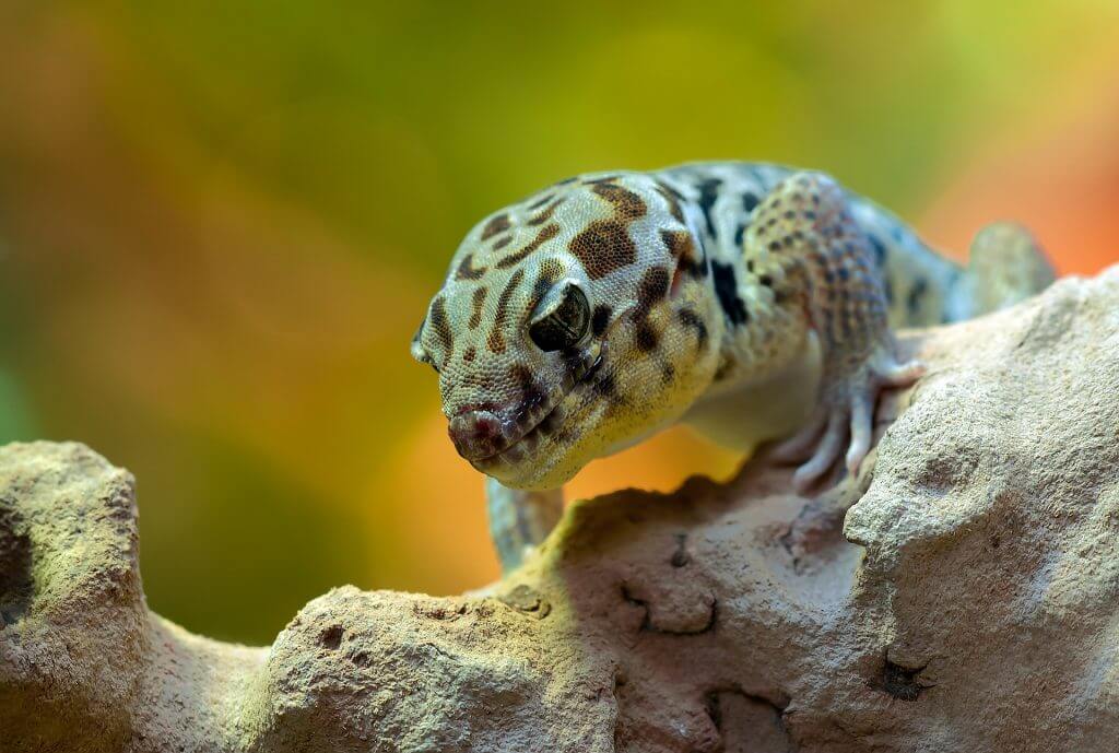 gecko