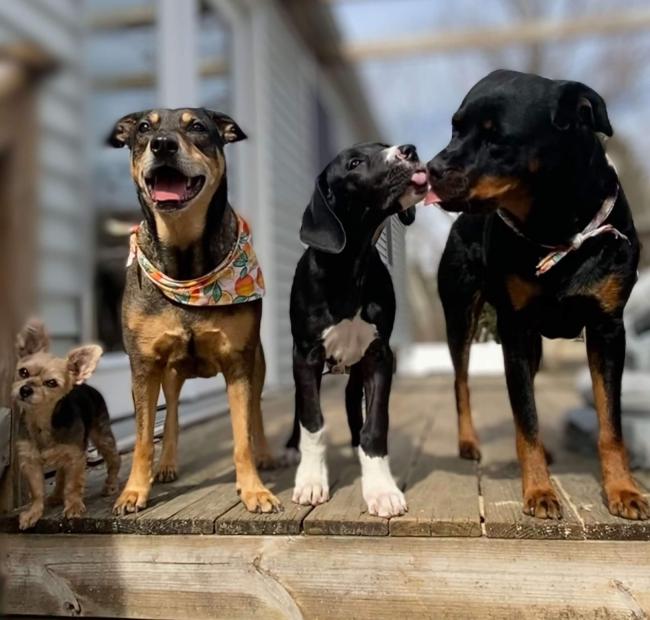 different types of dogs standing on a patio